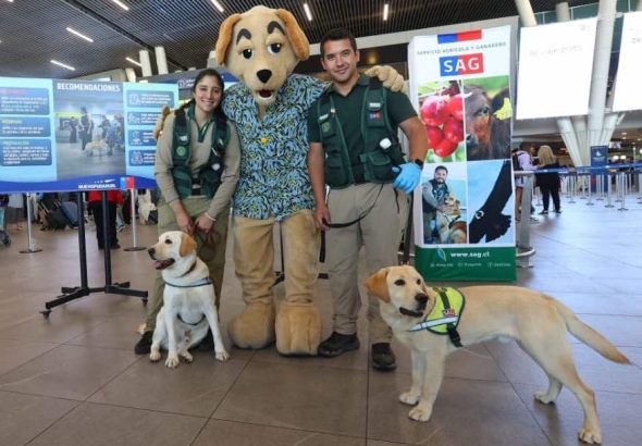 SAG lanza chatbot con IA para orientar a quienes salen de Chile con sus mascotas 2