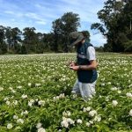 inspeccion SAG de semillero de papa